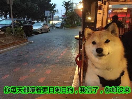 狗狗最新爆料文案短句图片,最新爆料短句图片背后的故事